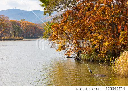 北海道的秋天：小沼市大沼公園的紅葉 123569724