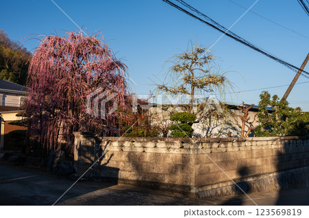 A peaceful townscape with plum blossoms in view - Tsurumaki Onsen 123569819