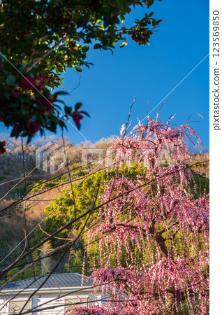 粉紅色垂枝梅花,梅花婀娜,樹木優雅 粉紅色垂枝梅花,梅花婀娜,樹木優雅 123569850