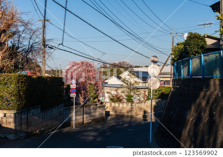 Evening town scenery: Tsurumaki town, weeping plum blossoms Evening town scenery: Tsurumaki town, weeping plum blossoms 123569902
