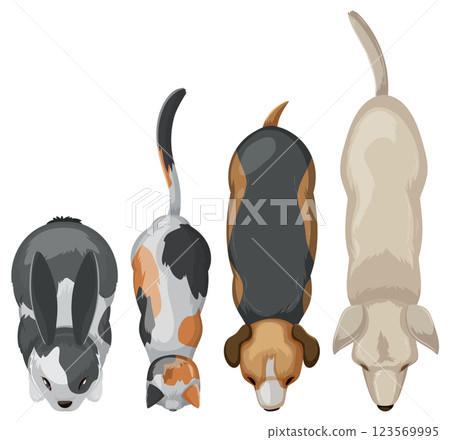 Top View of Four Domestic Animals 123569995