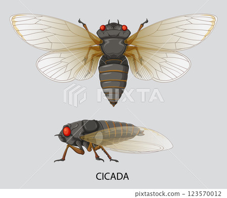 Detailed Cicada Vector Illustration 123570012