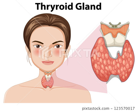 Thyroid Gland Anatomy Illustration 123570017