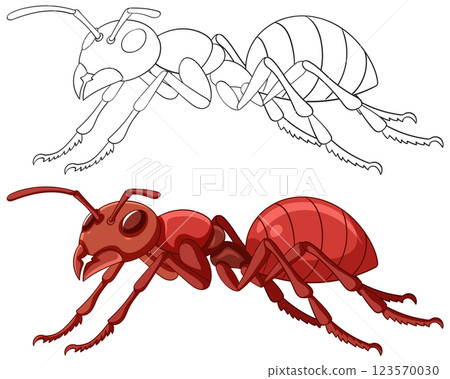 Detailed Ant Vector Illustration and Outline 123570030