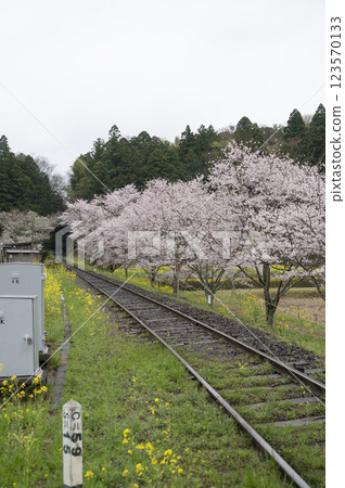 Kominato Railway Spring Iibu Station 123570133