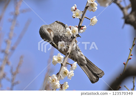 Brown ears and plum blossoms 123570349