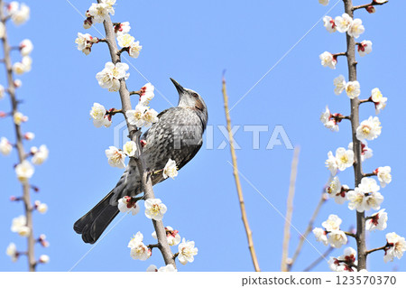 Brown ears and plum blossoms 123570370