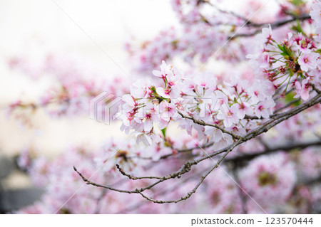 Beautiful cherry blossoms blooming in the evening 123570444
