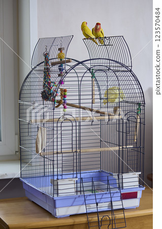 A cage with yellow pink-cheeked lovebirds. 123570484