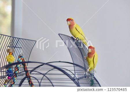 Yellow rosy-cheeked lovebirds walk around their open cage. Yellow rosy-cheeked lovebirds walk around their open cage. 123570485