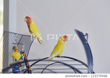 A pair of Agapornis roseicollis, also known as the yellow lovebird, lutino lovebird and pink-faced lovebird in a cage. A pair of Agapornis roseicollis, also known as the yellow lovebird, lutino lovebird and pink-faced lovebird in a cage. 123570486