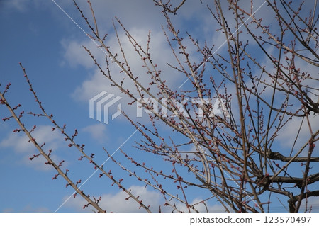 Red plum buds just before blooming Red plum buds just before blooming 123570497