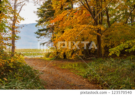 Autumn in Hokkaido: Autumn leaves in Onuma Park, Lake Konuma forest 123570540
