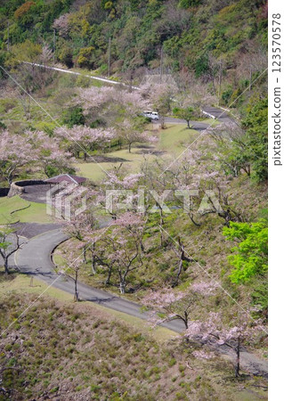 從兵庫縣南淡路市大日川水壩欣賞大日水壩公園的櫻花 123570578