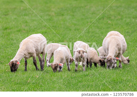 A mother and baby sheep eating grass in Shimukappu Village, Hokkaido [May] 123570786