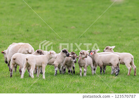 Gathering of Lambs in Shimukappu Village, Hokkaido [May] 123570787