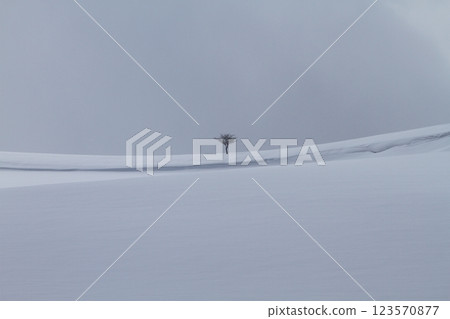 A single tree standing on a snowy hill 123570877