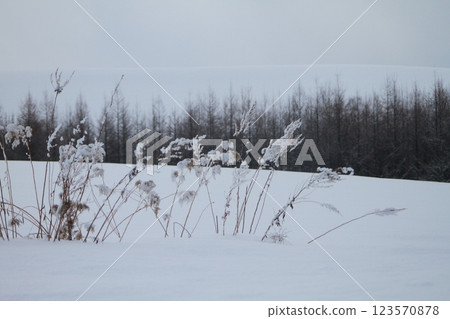 雪中凍結的紫芒 雪中凍結的紫芒 123570878