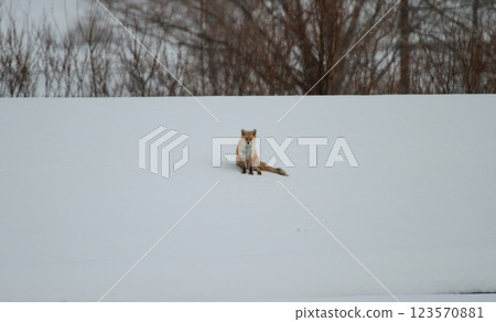 Arctic fox taking a rest Arctic fox taking a rest 123570881
