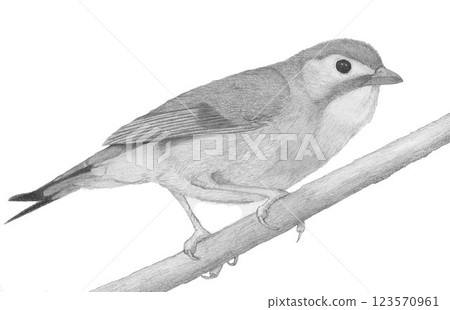 丹頂鶴_鉛筆畫 丹頂鶴_鉛筆畫 123570961