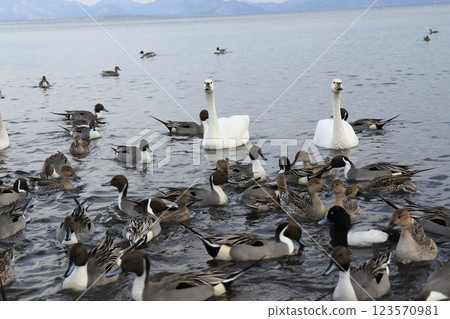 Swan in Lake Inawashiro 123570981