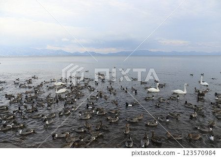 在豬苗代湖的天鵝 在豬苗代湖的天鵝 123570984