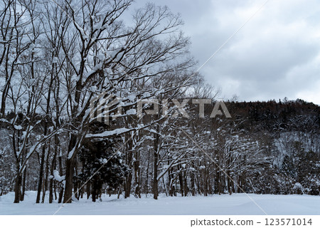Snow-covered trees and forest scenery 123571014