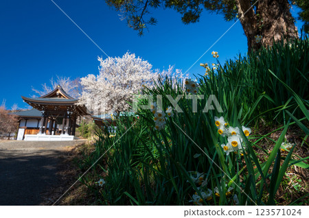 光雲寺的參道是著名的梅花勝地，沿路盛開著水仙花 123571024