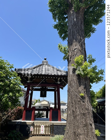 這是位於東京三鷹市的春青寺的老銀杏樹和鐘樓。 這是位於東京三鷹市的春青寺的老銀杏樹和鐘樓。 123571244