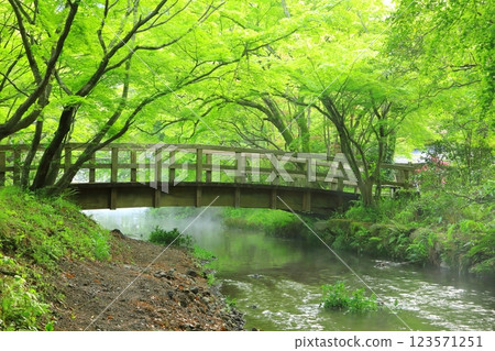 Fresh greenery around Lake Kinrin (Yufuin Town, Yufu City) 123571251