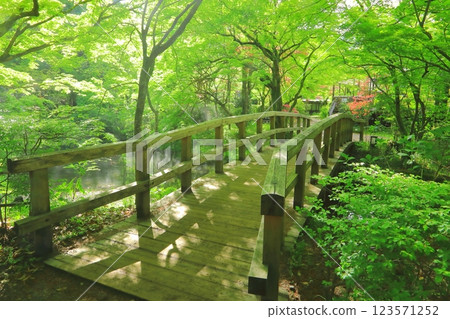 金鱗湖畔的新綠（布市由布院町） 123571252