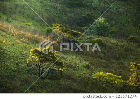 斜坡上閃耀的光芒 [高山高原] 123571274