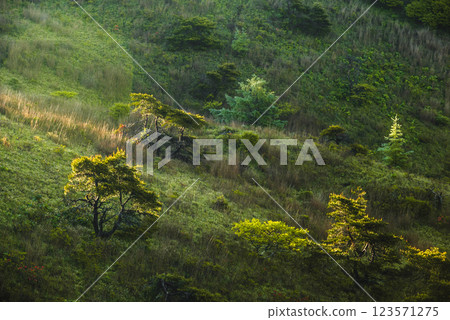 斜坡上閃耀的光芒 [高山高原] 123571275