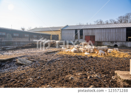 Winter farm scene with white cows and newborn calves in winter time. Seasonal livestock life in Czech republic 123571288