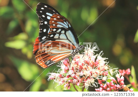 Asagi Madara and Fuji Bakama in full bloom Asagi Madara and Fuji Bakama in full bloom 123571336