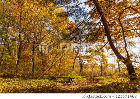 Autumn in Hokkaido: Autumn leaves at Onuma Park, Lake Konuma forest at dusk 123571468