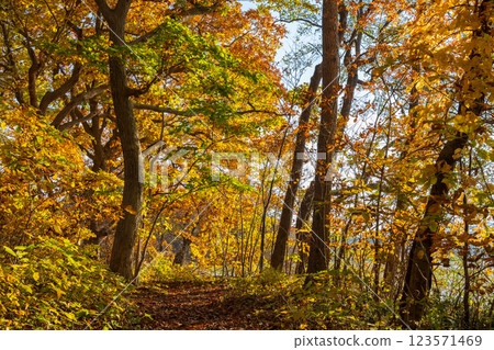 北海道的秋天:大沼公園的紅葉、黃昏的小沼湖森林 北海道的秋天:大沼公園的紅葉、黃昏的小沼湖森林 123571469