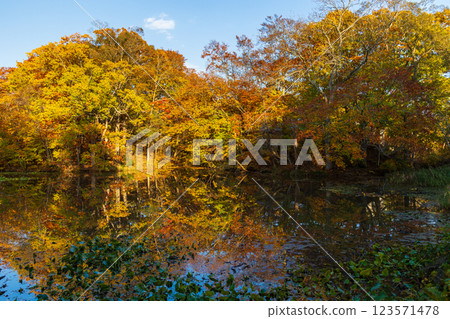 Autumn in Hokkaido: Autumn leaves at Onuma Park, Konuma at dusk 123571478