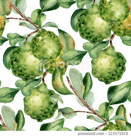 Ripe bergamot on branch by watercolor seamless pattern isolated. Repeated citrus tree and fruits hand drawn. Leafy Sprig of lime endless background painted in botanical sketch for wallpaper, textile. Ripe bergamot on branch by watercolor seamless pattern isolated. Repeated citrus tree and fruits hand drawn. Leafy Sprig of lime endless background painted in botanical sketch for wallpaper, textile. 123571828