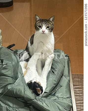 Cat taking a nap on the futon 123571996