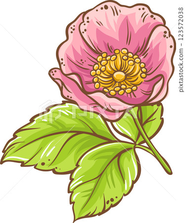 Dog Rose Branch Colored Detailed Illustration. 123572038