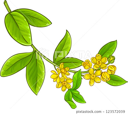 Jojoba Branch Colored Detailed Illustration. Jojoba Branch Colored Detailed Illustration. 123572039