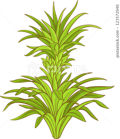 Pineapple Plant with  Leaves Colored Detailed Illustration. 123572040