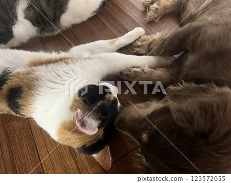 小睡一會兒 小睡一會兒 123572055