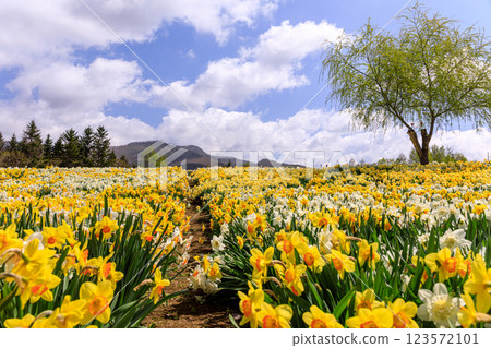 北海道洞爺湖町的水仙花之丘，約有 20 萬株水仙花盛開 [5 月] 123572101