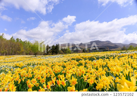 北海道洞爺湖町的水仙花之丘，約有 20 萬株水仙花盛開 [5 月] 123572102