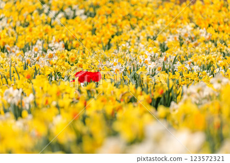Daffodils and tulips in Toyako Town, Hokkaido [May] 123572321