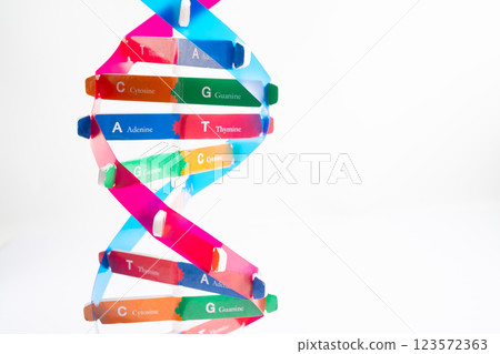 DNA or Deoxyribonucleic acid is a double helix chains structure formed by base pairs attached to a sugar phosphate backbone. 123572363