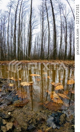 Reflection the forest on a puddle with leaves in autumn time 123572381