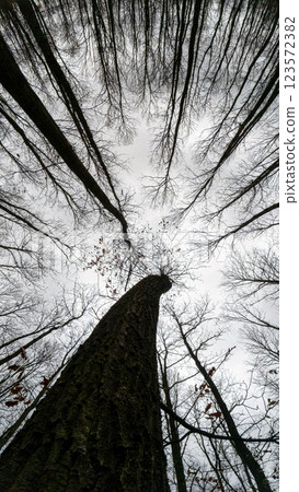 Looking up at the oak (Quercus) trees in a winter day 123572382